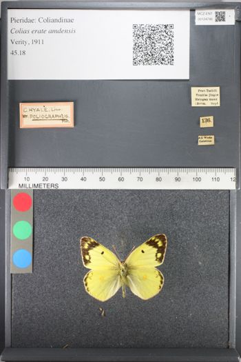 Media type: image;   Entomology 124746